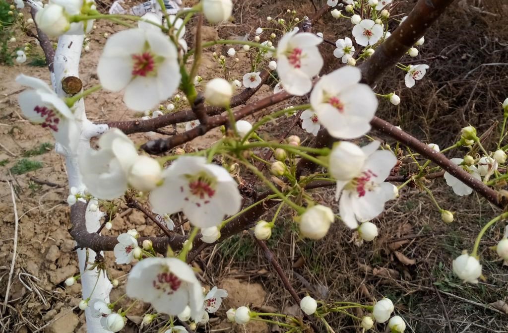 這是拍攝的汾西縣后加樓村盛開的梨花。(受訪者供圖)