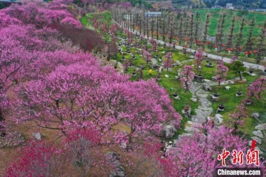 2月23日，航拍乾藝梅園景區(qū)綻放的梅花。瞿宏倫 攝