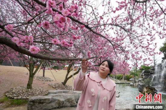 2月23日，市民在乾藝梅園景區(qū)觀賞綻放的梅花。陳興輝 攝