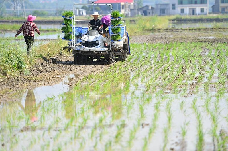 △2023年4月26日，湖南湘潭市雨湖區(qū)姜畬鎮(zhèn)易建河村的一處高標(biāo)準(zhǔn)農(nóng)田，農(nóng)民駕駛插秧機插秧。