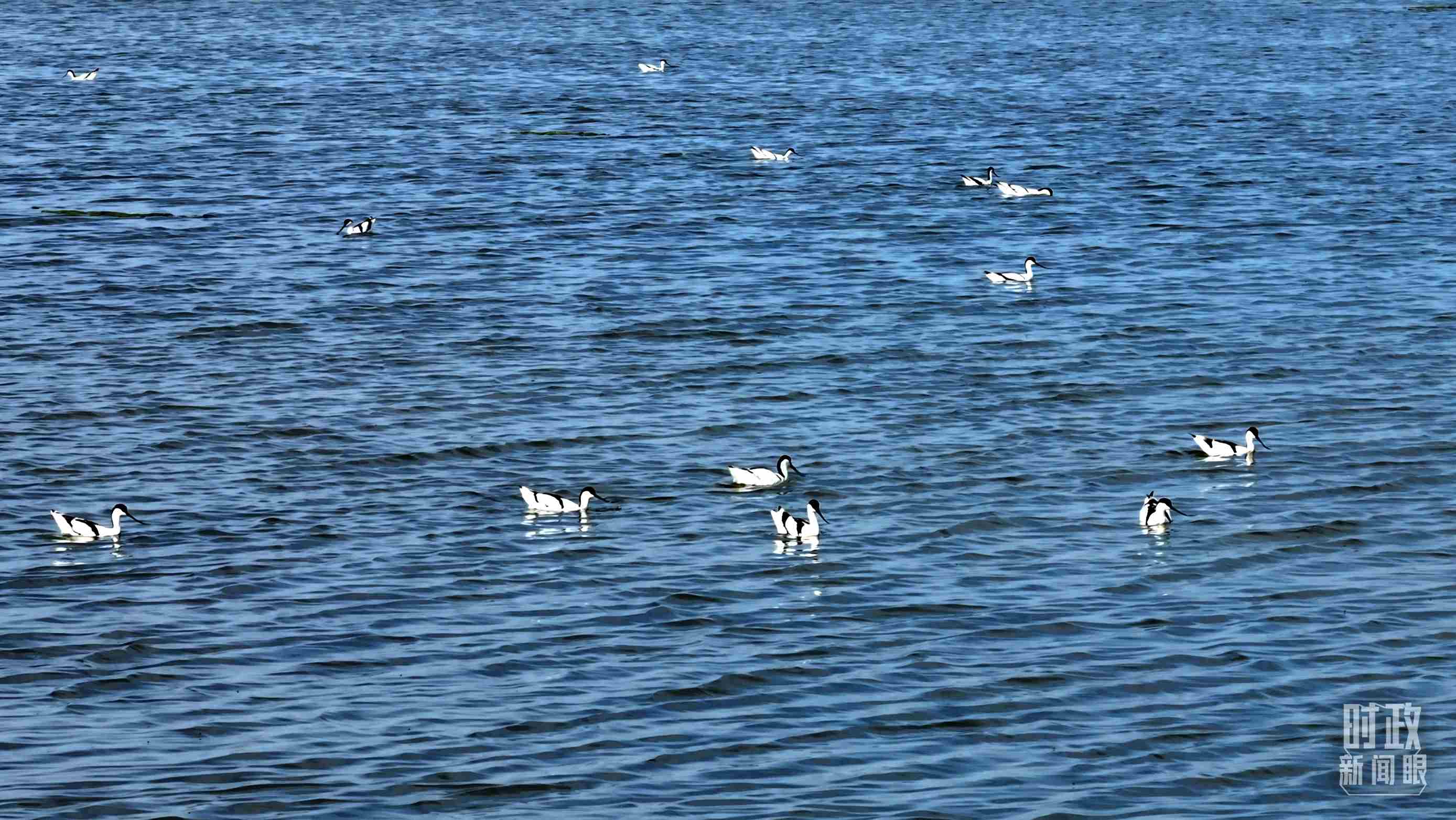 △鹽湖棲息的鳥類。（總臺記者裴大偉、康曉宇拍攝）