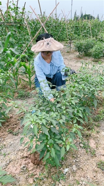 共享菜園主理人舒娟正在勞作