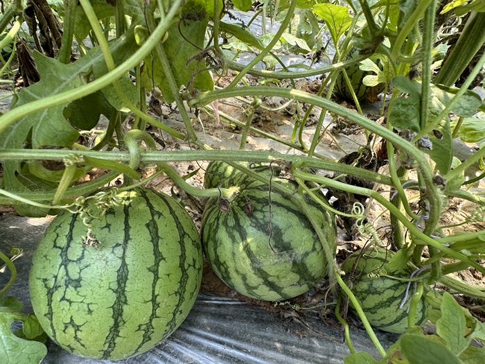 漿水李村瓜果種植基地。王紹紹攝