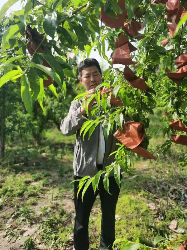 河南長垣樊相鎮(zhèn)谷寨采摘園。王紹紹攝