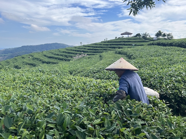 茶農(nóng)正在茶園中采茶。人民網(wǎng) 高清揚(yáng)攝