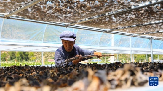 7月29日，在卓尼縣納浪鎮(zhèn)納浪村黑木耳種植基地，農(nóng)戶在翻曬黑木耳。