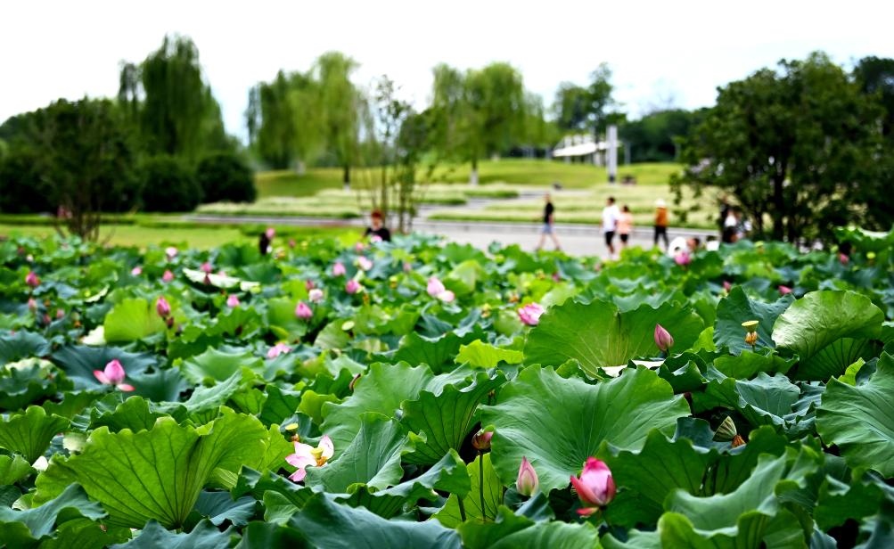 日前，陜西省漢中市漢江兩岸的天漢濕地公園內(nèi)，市民在休閑賞景。新華社記者 劉瀟 攝