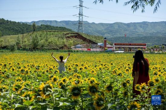 8月12日，游客在寧夏固原市涇源縣大灣鄉(xiāng)楊嶺村向日葵田中拍照。新華社記者 李旭倫 攝