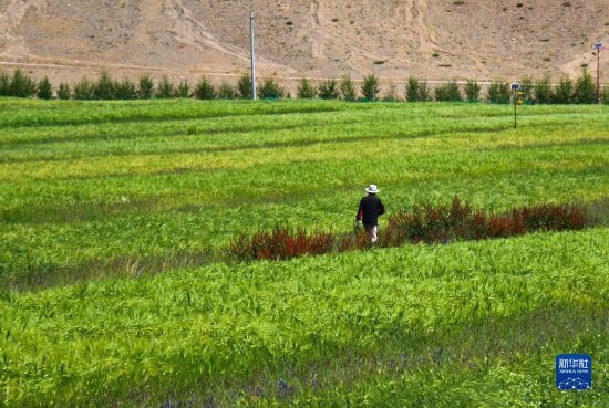 8月12日，西藏阿里地區(qū)普蘭縣赤德村村民在一片青稞田里行走。