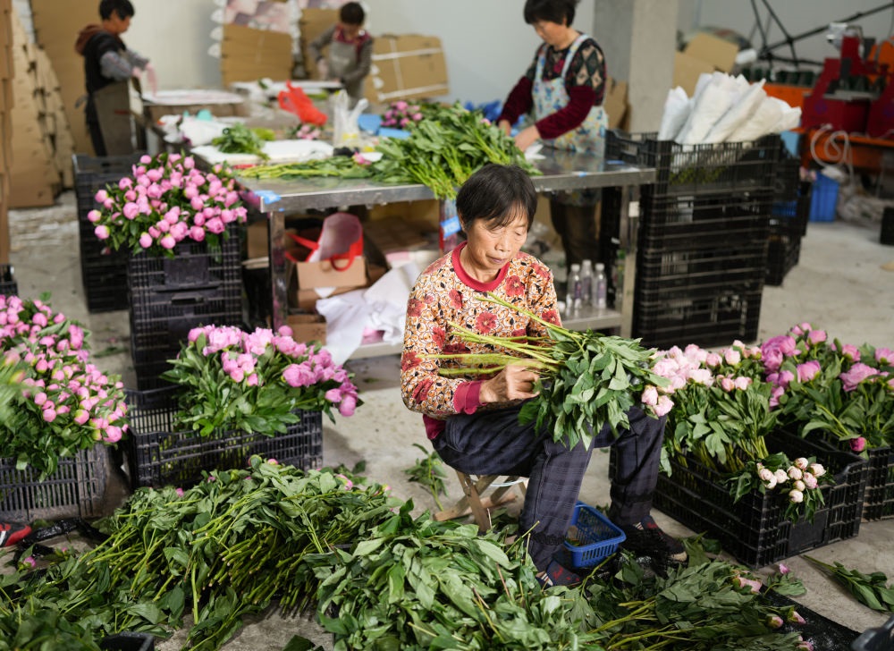 在浦江縣杭坪鎮(zhèn)烏漿村的鮮花種植基地，村民在處理芍藥鮮切花，準備發(fā)往各地（5月23日攝）。新華社記者 翁忻旸 攝