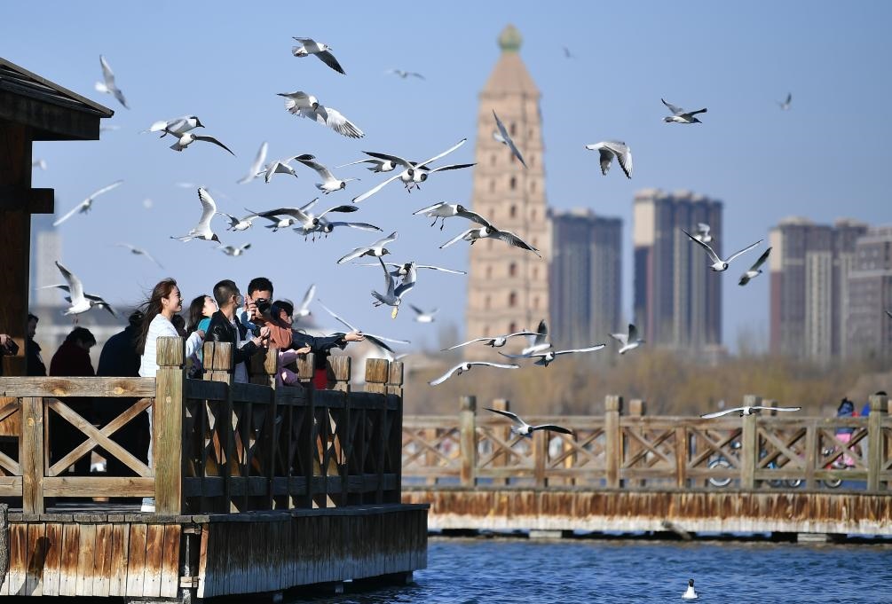 市民在寧夏銀川市海寶公園觀賞候鳥（2023年3月12日攝）。新華社記者王鵬 攝