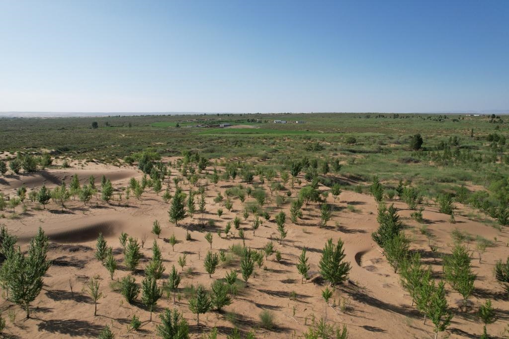 在庫布其沙漠腹地，牧民已讓10萬畝沙地變綠洲（無人機(jī)照片，2023年6月25日攝）。新華社記者李云平 攝