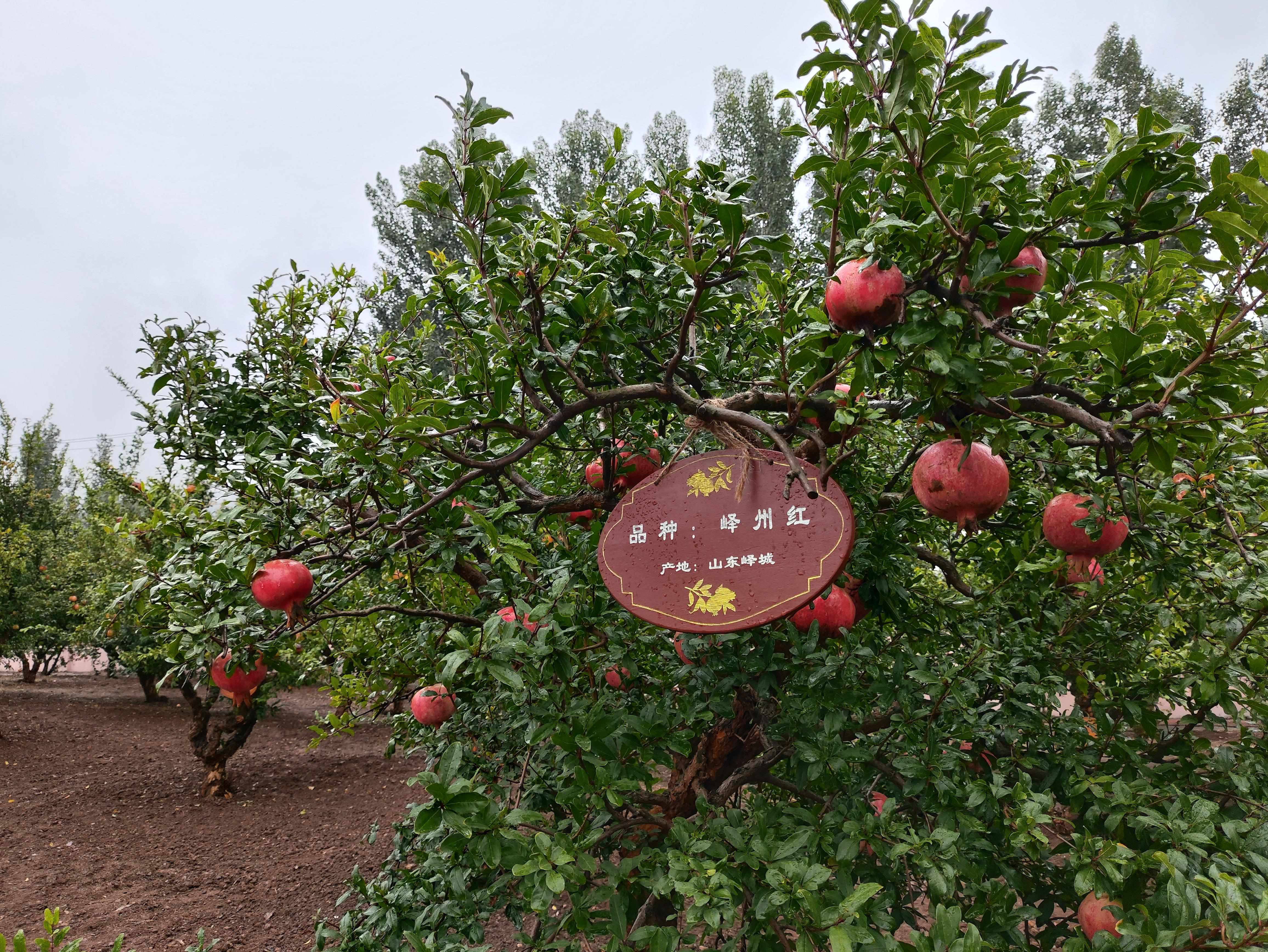 △石榴園中的“嶧州紅”品種，曾在2019年北京世園會優(yōu)質(zhì)果品大賽中獲金獎。（總臺央視記者鐘信偉拍攝）