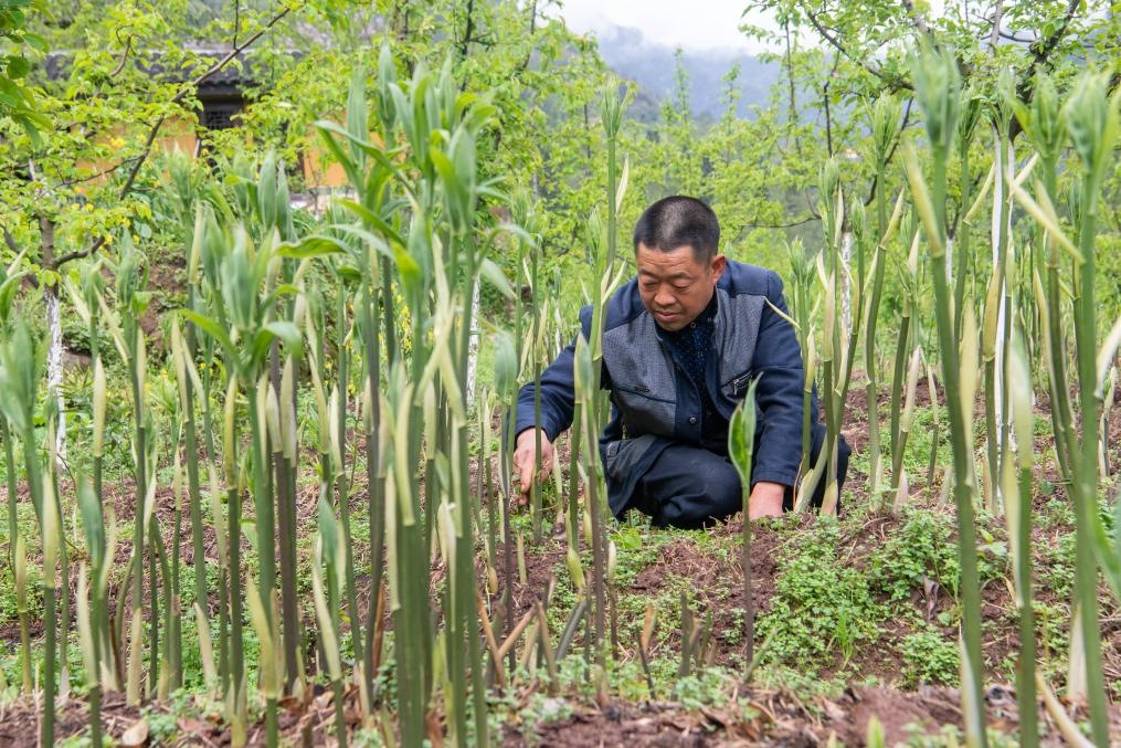 4月14日，村民陳朋在地里管護(hù)種植的黃精。新華社記者 唐奕 攝