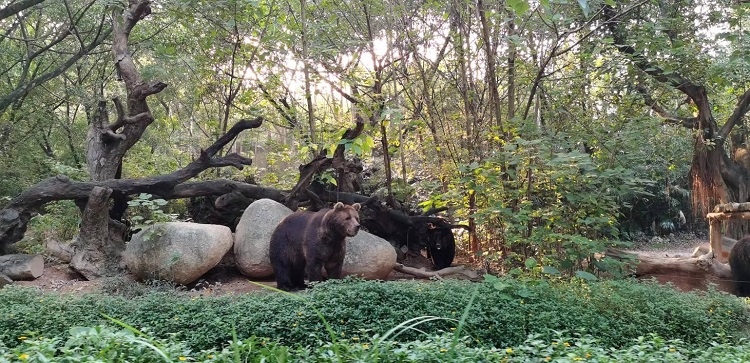 長隆野生動物世界園區(qū)內(nèi)，黑熊在森林間散步。人民網(wǎng)記者 張藝開攝