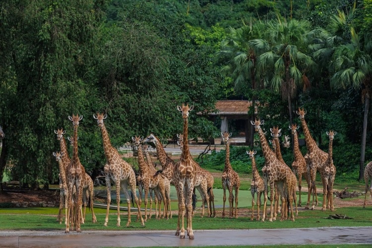 長隆野生動物世界園區(qū)內(nèi)，長頸鹿正在散步。鄧泳怡攝