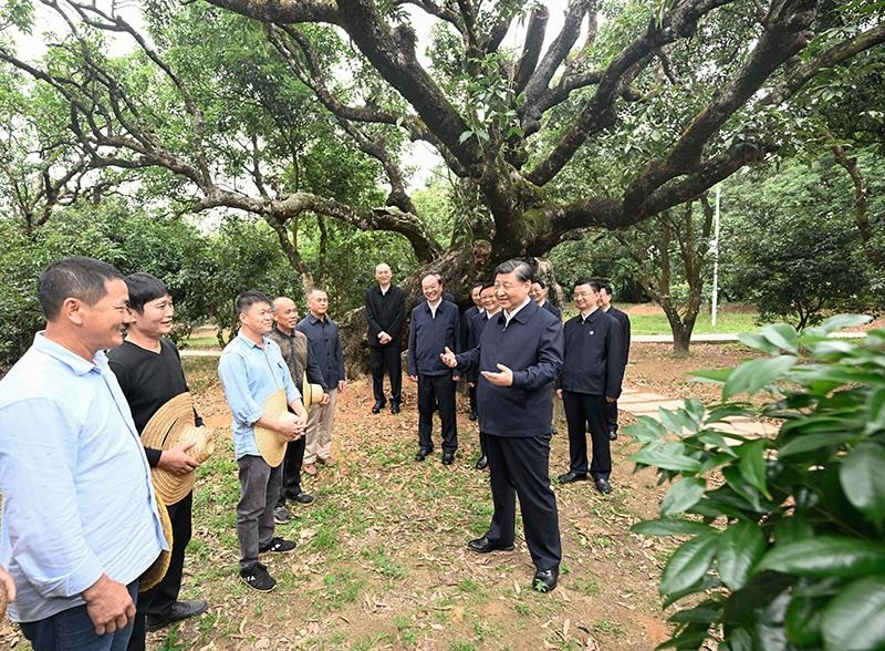 2023年4月11日，習(xí)近平總書記在廣東茂名柏橋村荔枝種植園，同現(xiàn)場技術(shù)人員親切交流。