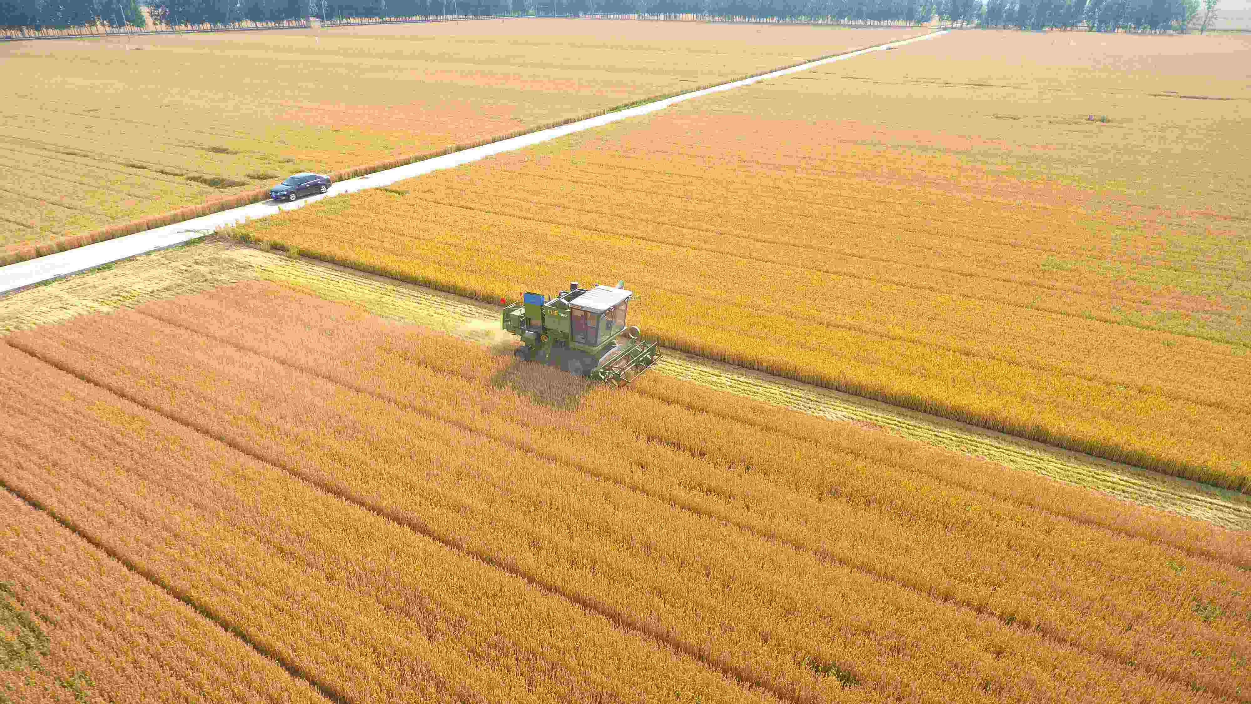 △ 2023年6月5日，山東聊城茌平區(qū)賈寨鎮(zhèn)王藥包村，收割機在田間進行小麥收割作業(yè)。