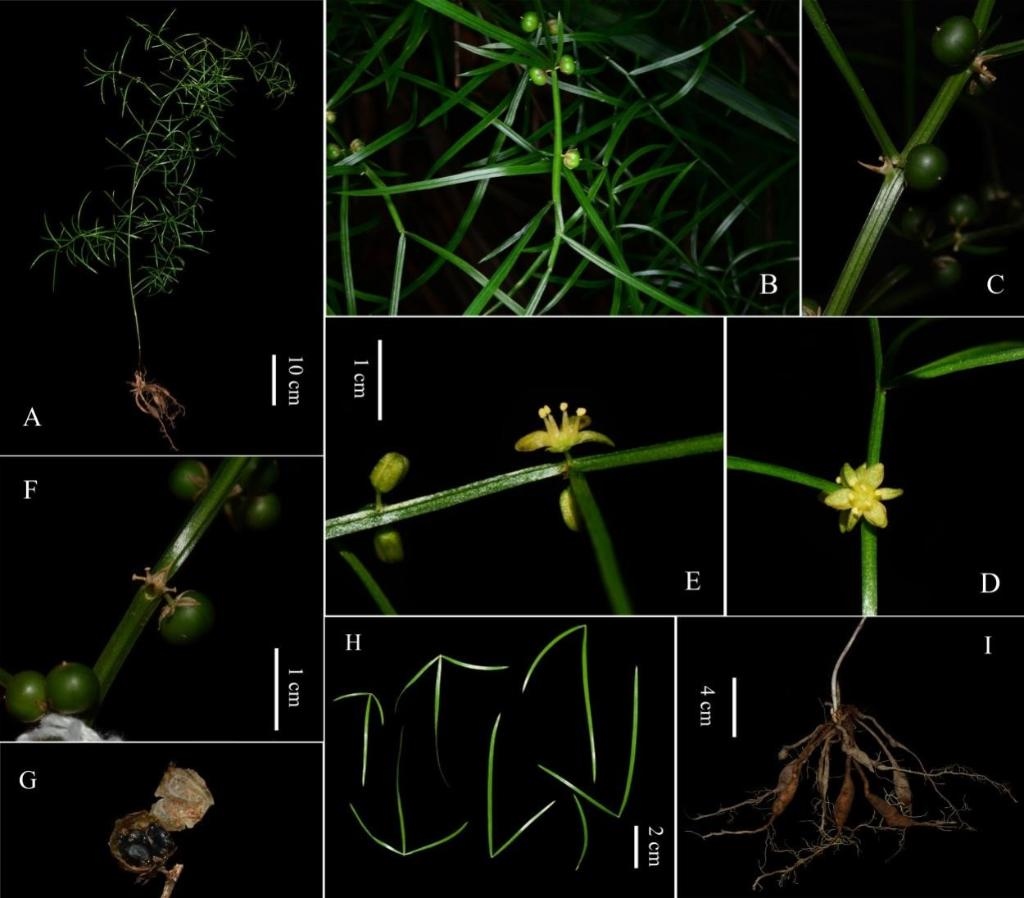 圖為大別山天門冬的形態(tài)特征。（中國科學院武漢植物園供圖）