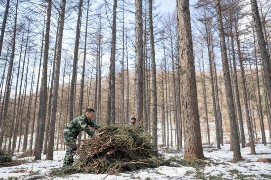 3月14日，在伊春森工集團(tuán)美溪林業(yè)局公司一處森林可持續(xù)經(jīng)營試點(diǎn)樣地，工作人員在整理林下剩余物。新華社記者 謝劍飛 攝