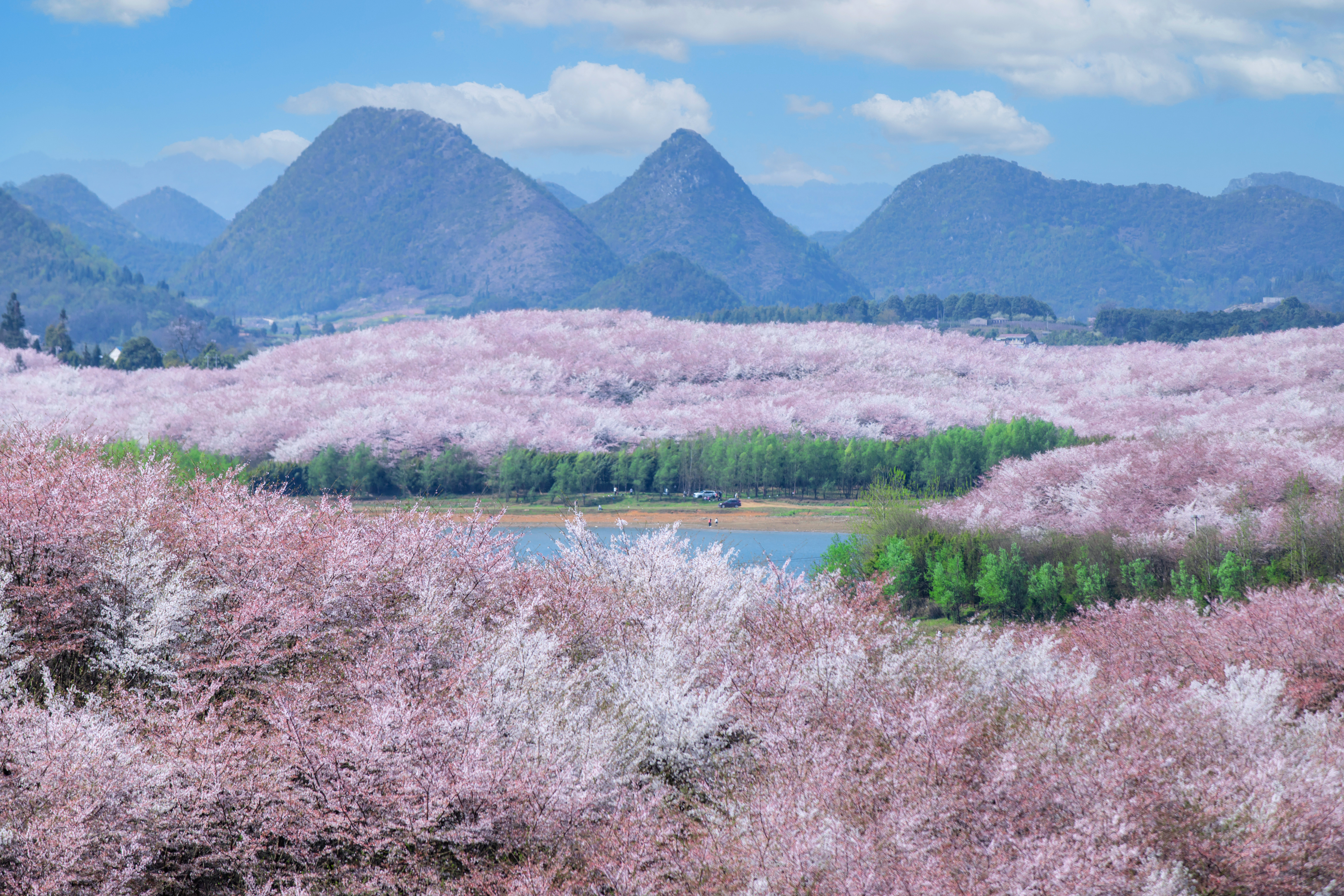 貴安櫻花園內(nèi)萬畝櫻花盛放。楊明亮 攝