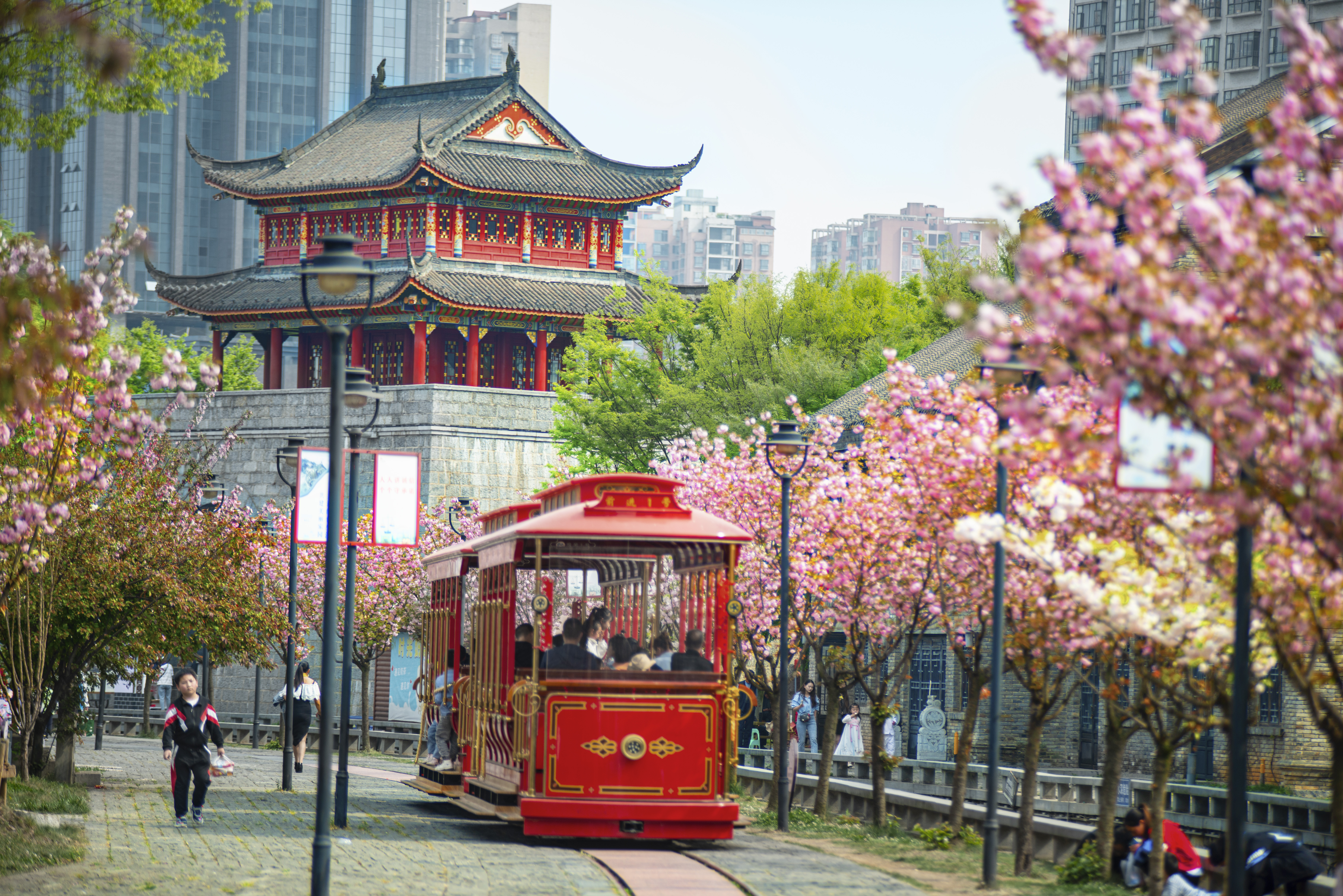 水城古鎮(zhèn)櫻花綻放，游客乘坐觀光小火車游覽美景。何育勇 攝