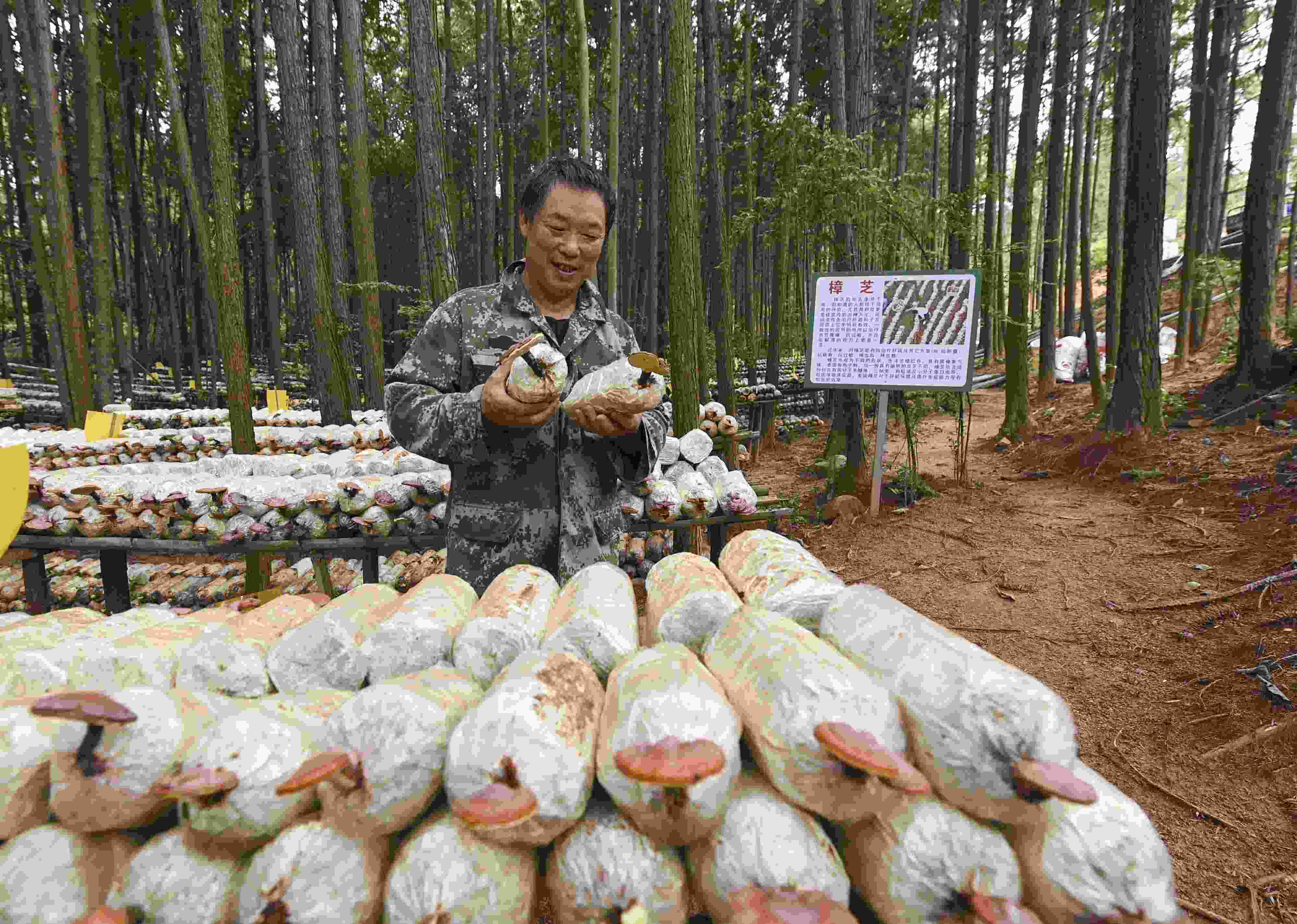 2023年9月21日，江西省撫州市，廣昌縣旴江生態(tài)公益林場，種植戶正在查看樟芝等食用菌的生長情況。