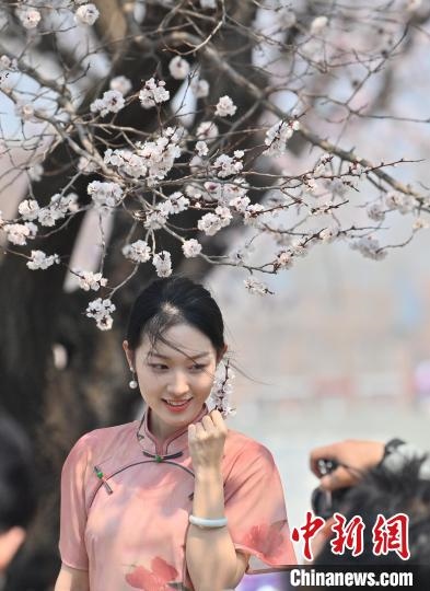 4月21日，一名年輕女孩在杏花樹(shù)下拍照。張瑤 攝