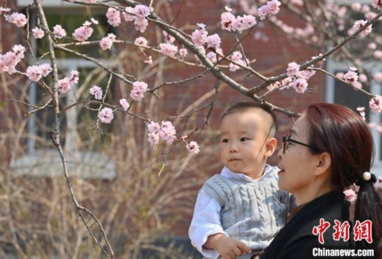 4月21日，游客在吉林大學(xué)南嶺校區(qū)賞花。張瑤 攝