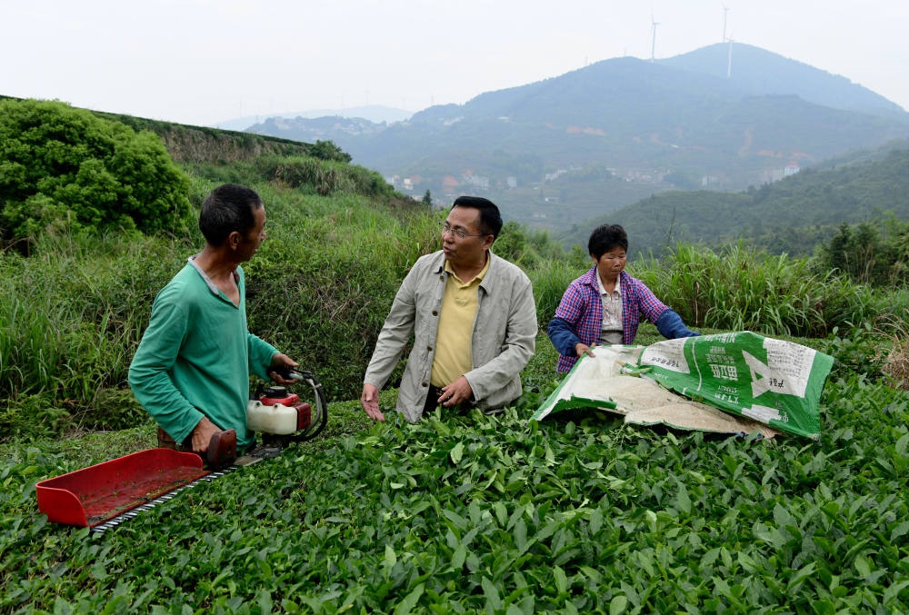 2024年5月9日，在福建省安溪縣西坪鎮(zhèn)珠洋村，科技特派員（中）在指導(dǎo)茶農(nóng)使用機(jī)器科學(xué)化采收茶葉。新華社記者 魏培全 攝