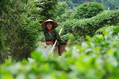 2024年4月24日，湖南省衡陽市耒陽市龍?zhí)伶?zhèn)江頭貢茶葉種植專業(yè)合作社，村民在茶山采摘茶葉，實現(xiàn)了家門口就業(yè)。