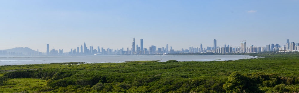  深圳福田紅樹林濕地（2024年1月19日攝）。在深圳，茂密的紅樹林東起新洲河口、西至深圳灣公園，懷抱城市中心區(qū)域，沿海岸線形成了長約6公里的“綠色長城”，為每年數(shù)以十萬計的候鳥留下彌足珍貴的國際遷徙通道。