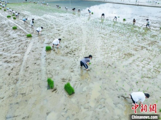 圖為5月21日，航拍綏陽(yáng)縣旺草中學(xué)學(xué)生在旺草萬畝大壩體驗(yàn)插秧。唐哲 攝