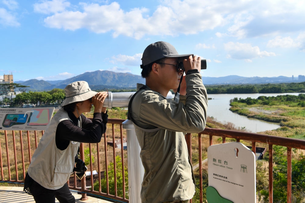  工作人員在深圳福田紅樹林濕地進行黑臉琵鷺種群數(shù)量調(diào)查（2024年1月19日攝）。