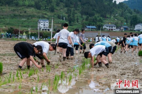 圖為5月21日，綏陽(yáng)縣旺草中學(xué)學(xué)生在旺草萬畝大壩體驗(yàn)插秧。唐哲 攝