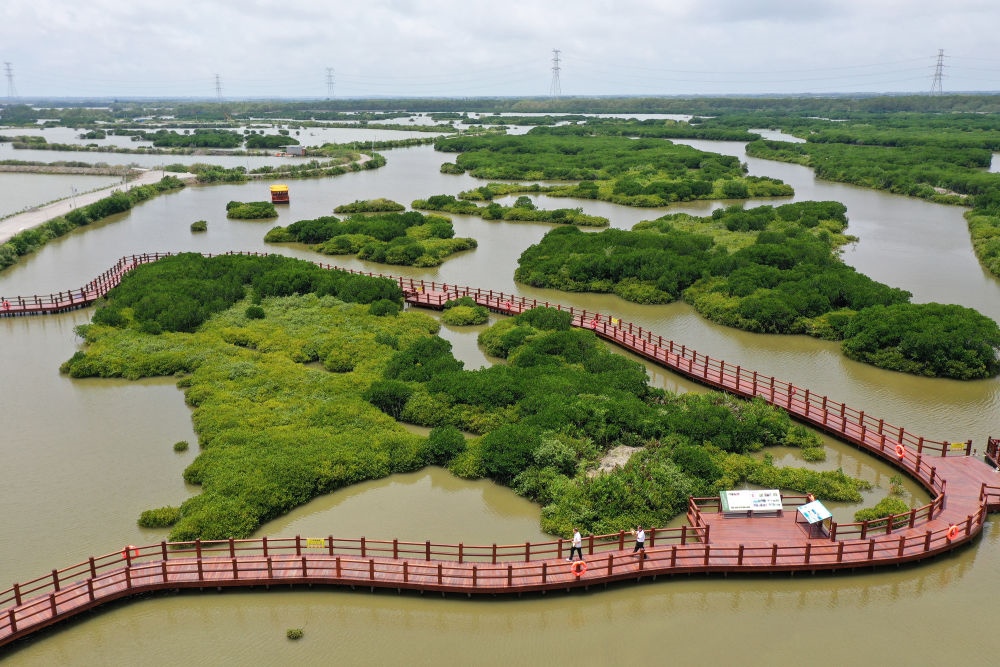 在廣東省湛江市金牛島拍攝的紅樹林（2023年5月25日攝，無人機照片）。