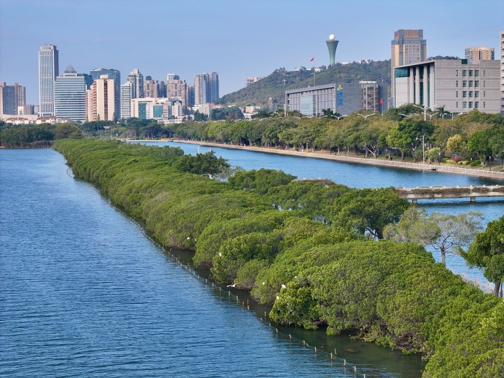 福建廈門筼筜湖紅樹林種植帶（2024年1月24日攝，無人機照片）。