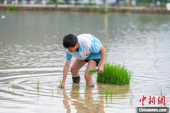 圖為5月21日，一名學(xué)生在綏陽(yáng)縣旺草萬畝大壩體驗(yàn)插秧。唐哲 攝