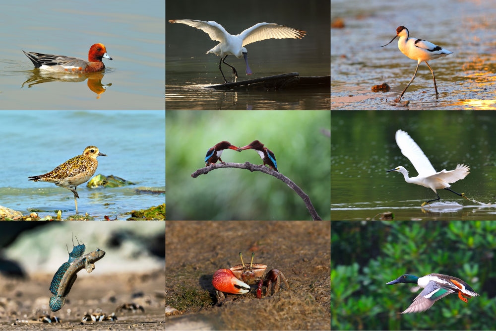  在深圳福田紅樹林濕地棲息或越冬的動物（廣東內(nèi)伶仃福田國家級自然保護區(qū)管理局供圖）。