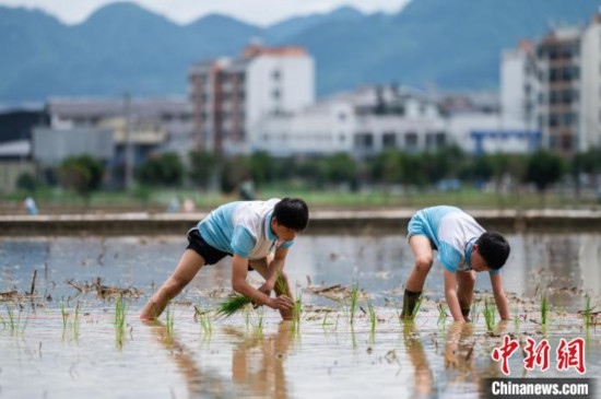 圖為5月21日，兩名學(xué)生在綏陽(yáng)縣旺草萬畝大壩體驗(yàn)插秧。唐哲 攝