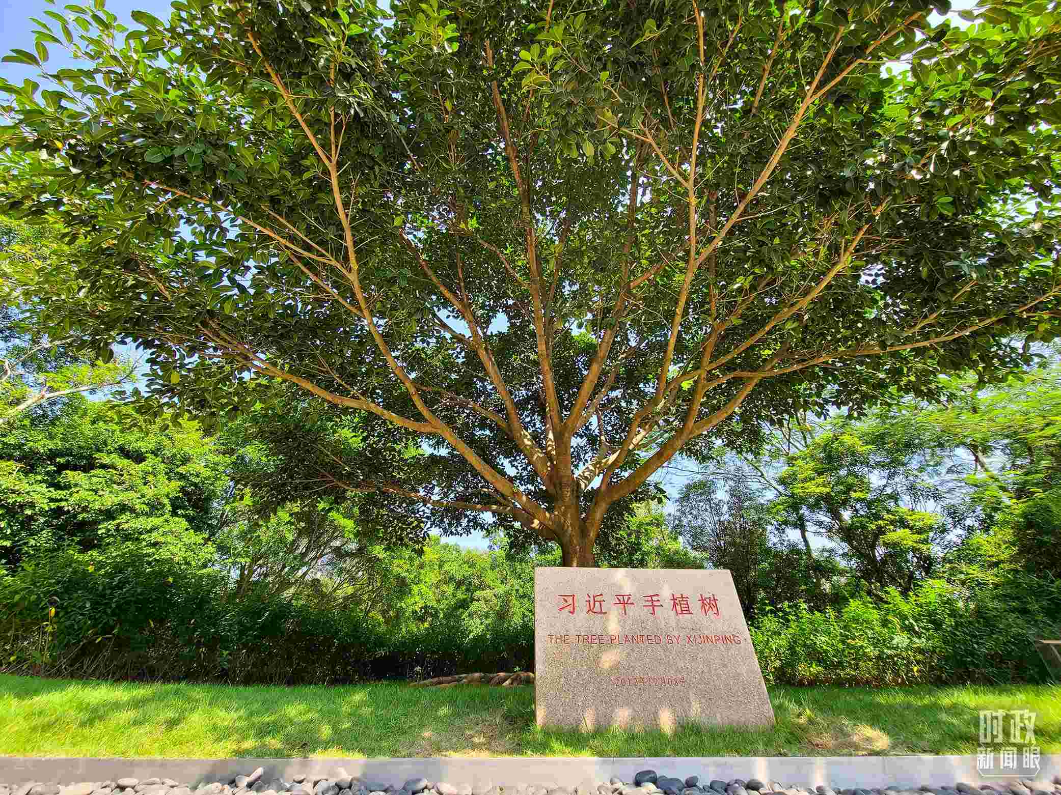 習(xí)近平2012年在深圳蓮花山公園種下的高山榕樹(shù)已枝繁葉茂。（總臺(tái)央視記者趙化拍攝）