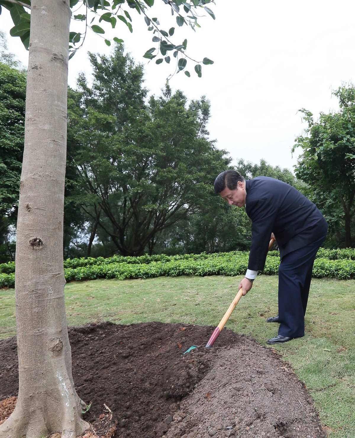 2012年12月8日，習(xí)近平在深圳蓮花山公園種下一棵高山榕樹(shù)。