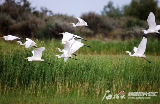 成群的白鷺在阿勒泰科克蘇濕地國(guó)家級(jí)自然保護(hù)區(qū)飛翔。新疆石榴云 阿爾達(dá)克·拜斯汗攝