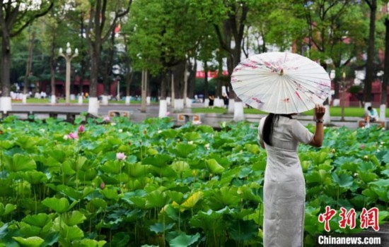 6月19日，時值一年畢業(yè)季，四川大學(xué)望江校區(qū)荷花池里的荷花盛開，成為了畢業(yè)生們的打卡圣地，吸引了眾多畢業(yè)生拍照留念。圖為畢業(yè)生在荷花池邊拍照留念。中新社記者 安源 攝