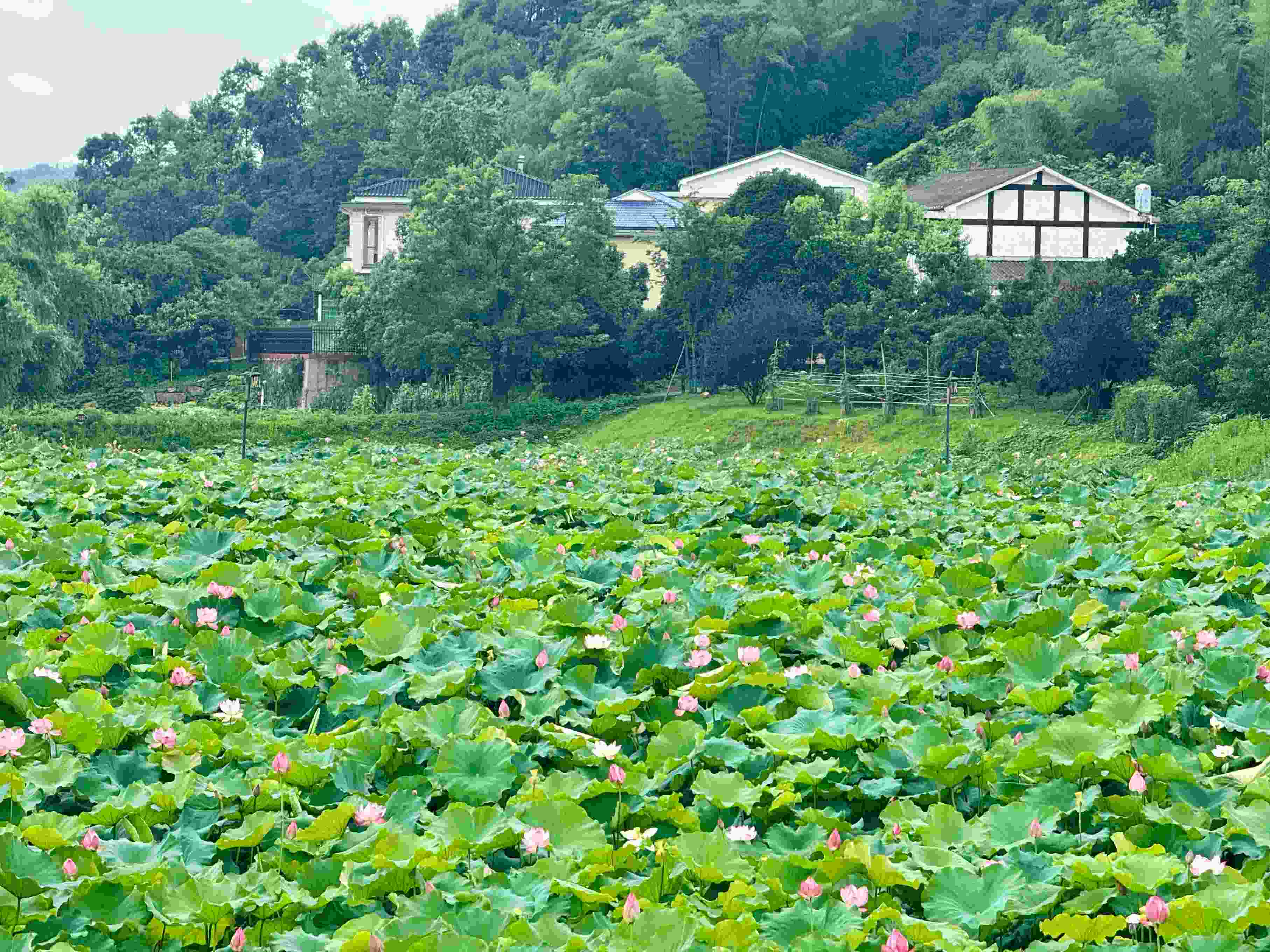 在湖南省益陽市清溪村，滿池荷花競相綻放。人民網(wǎng)記者 劉微攝