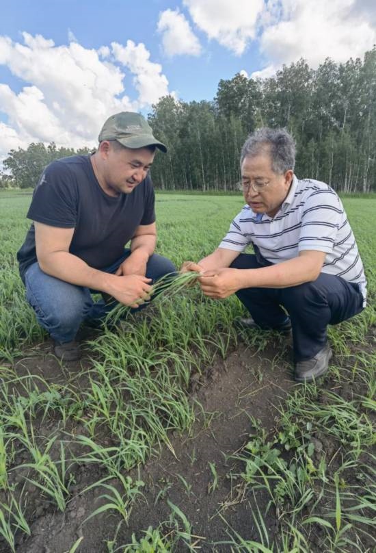 6月21日，西北農(nóng)林科技大學(xué)張正茂教授（右）在哈薩克斯坦北哈州農(nóng)業(yè)科技示范園與當(dāng)?shù)貙＜艺{(diào)查小麥苗情。新華社發(fā)（受訪者供圖）