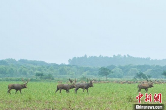 湖北石首：成群麋鹿悠然覓食