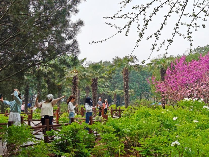 在河南省洛陽(yáng)市中國(guó)國(guó)花園，游客漫步花海、自拍留念。人民網(wǎng) 王雅蝶攝