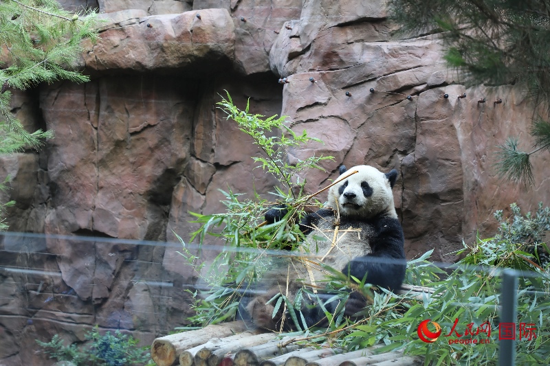 2、“云川”和“鑫寶”落戶(hù)圣迭戈動(dòng)物園，開(kāi)啟了新一輪中美大熊貓保護(hù)合作。 人民網(wǎng)記者 李志偉攝 (1)