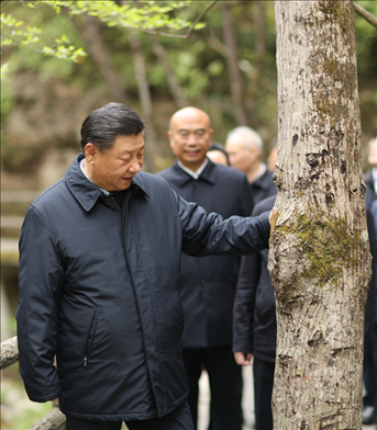 2020年4月，習(xí)近平總書記來到位于商洛市柞水縣的秦嶺牛背梁國家級自然保護(hù)區(qū)，考察秦嶺生態(tài)保護(hù)情況。新華社記者 鞠鵬 攝